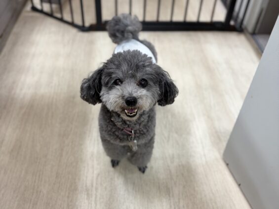 ヌーノクラブ　犬のペットホテル　東京　中野区　フリースペースでのびのび　お預かり中　タイニープードルのスム