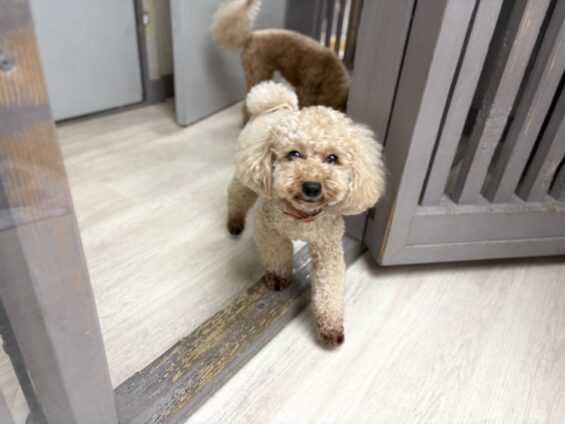 ヌーノクラブ　犬のペットホテル　東京　中野区　フリースペースでのびのび　お預かり中　トイプードルの和栗