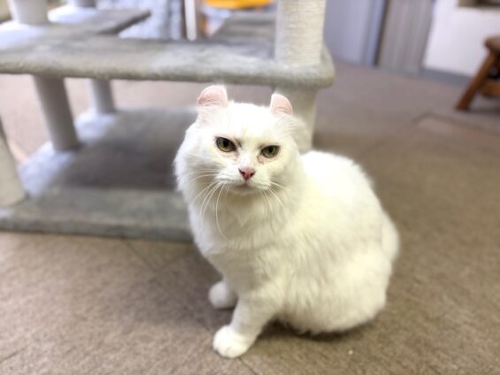 ヌーノクラブ 猫専用ペットホテル 都内 中野区 フリースペースでのびのび お預り中の猫ちゃん ミックスのラン