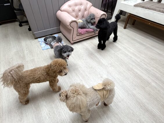 ヌーノクラブ　犬のペットホテル　東京　中野区　フリースペースでのびのび　お預かり中　タイニープードルのクレア
