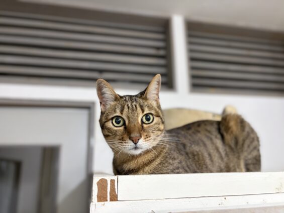 ヌーノクラブ 猫専用ペットホテル 都内 中野区 フリースペースでのびのび お預り中の猫ちゃん ベンガルのモン