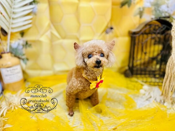 ペットサロン、ヌーノクラブ、可愛くリーズナブルにトリミング　ペットサロン、ヌーノクラブ、可愛くリーズナブルにトリミング　
