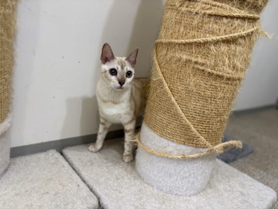ヌーノクラブ 猫専用ペットホテル 都内 中野区 フリースペースでのびのび お預り中の猫ちゃん ベンガルのモラナ