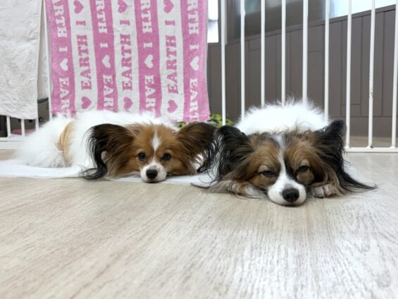 ヌーノクラブ　犬のペットホテル　東京　中野区　フリースペースでのびのび　お預かり中　パピヨンのシリウス、アルデバラン