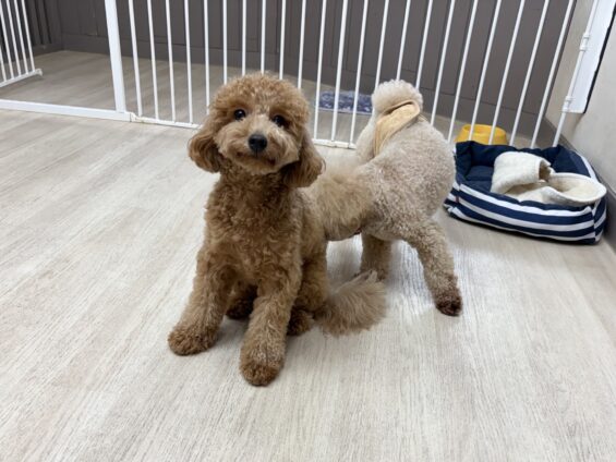 ヌーノクラブ　犬のペットホテル　東京　中野区　フリースペースでのびのび　お預かり中　タイニープードルのクレア