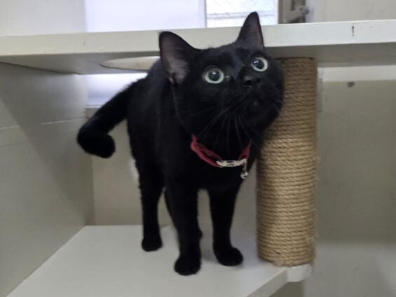ヌーノクラブ 猫専用ペットホテル 都内 中野区 フリースペースでのびのび お預り中の猫ちゃん 黒猫のななひこ