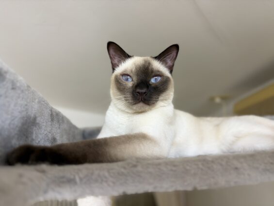 ヌーノクラブ 猫専用ペットホテル 都内 中野区 フリースペースでのびのび お預り中の猫ちゃん トンキニーズのそら