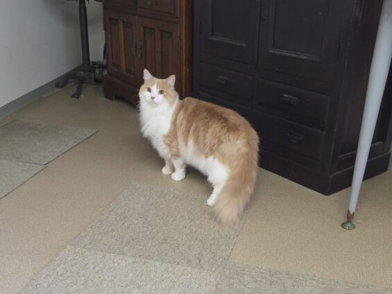 ヌーノクラブ 猫専用ペットホテル 都内 中野区 フリースペースでのびのび お預り中の猫ちゃん ラガマフィンのマロン