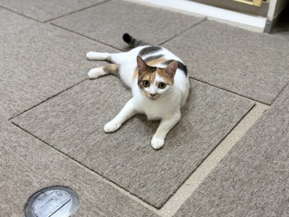 ヌーノクラブ 猫専用ペットホテル 都内 中野区 フリースペースでのびのび お預り中の猫ちゃん ミックスのたまみ