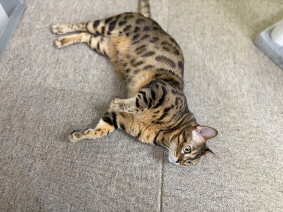 ヌーノクラブ 猫専用ペットホテル 都内 中野区 フリースペースでのびのび お預り中の猫ちゃん ベンガルのリリス