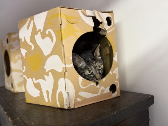 ヌーノクラブ 猫専用ペットホテル 都内 中野区 フリースペースでのびのび お預り中の猫ちゃん ミックスのノン