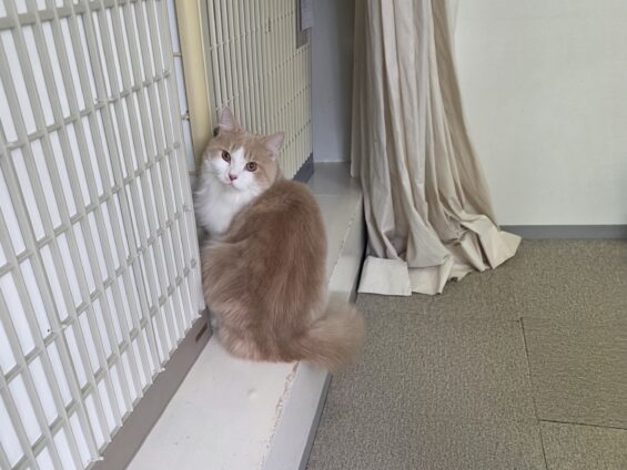 ヌーノクラブ 猫専用ペットホテル 都内 中野区 フリースペースでのびのび お預り中の猫ちゃん ラガマフィンのマロン