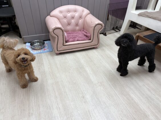 ヌーノクラブ　犬のペットホテル　東京　中野区　フリースペースでのびのび　お預かり中　トイプードルのクレア
