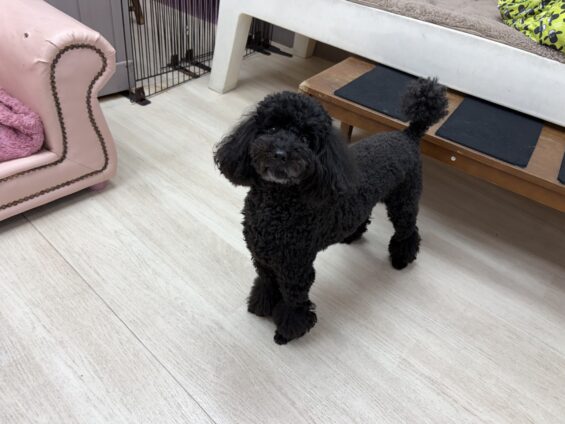 ヌーノクラブ 犬のペットホテル 東京 中野区 フリースペースでのびのび お預かり中 トイプードルのさくら