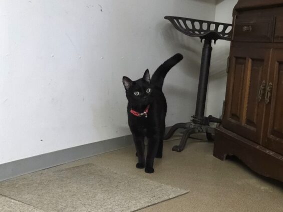 ヌーノクラブ 猫専用ペットホテル 都内 中野区 フリースペースでのびのび お預り中の猫ちゃん 黒猫のななひこ