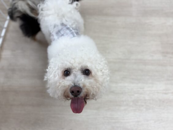 ヌーノクラブ　犬のペットホテル　東京　中野区　フリースペースでのびのび　お預かり中　ビションフリーゼのグロム