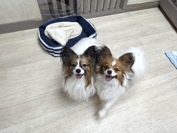 ヌーノクラブ　犬のペットホテル　東京　中野区　フリースペースでのびのび　お預かり中　パピヨンのシリウス、アルデバラン
