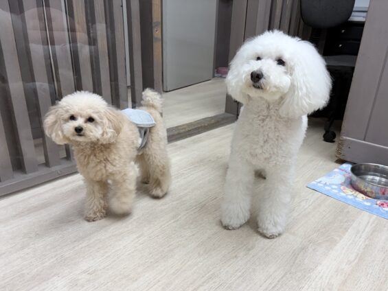 ヌーノクラブ　犬のペットホテル　東京　中野区　フリースペースでのびのび　お預かり中　トイプードルのモカチョビ