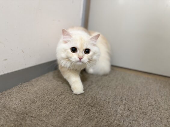 ヌーノクラブ 猫専用ペットホテル 都内 中野区 フリースペースでのびのび お預り中の猫ちゃん ラガマフィンのもふ