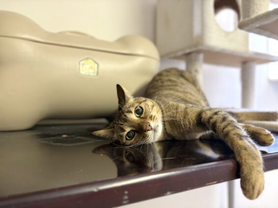 ヌーノクラブ 猫専用ペットホテル 都内 中野区 フリースペースでのびのび お預り中の猫ちゃん ベンガルのモン