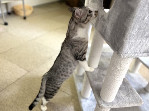 ヌーノクラブ 猫専用ペットホテル 都内 中野区 フリースペースでのびのび お預り中の猫ちゃん ミックスの銀次