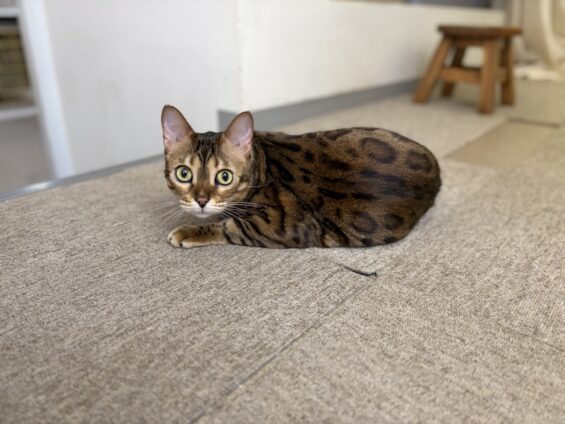 ヌーノクラブ　猫専用ペットホテル　都内　中野区　フリースペースでのびのび　お預り中の猫ちゃん　ベンガルのリリス
