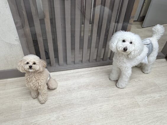 ヌーノクラブ　犬のペットホテル　東京　中野区　フリースペースでのびのび　お預かり中　トイプードルのモカチョビ