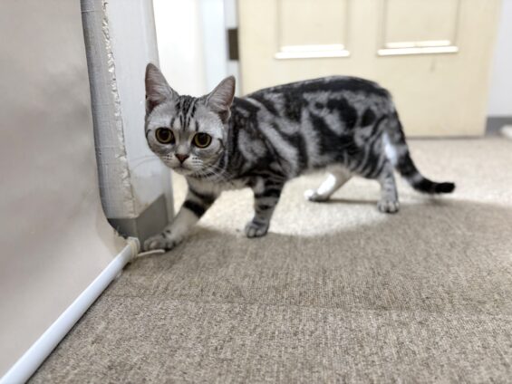 ヌーノクラブ 猫専用ペットホテル 都内 中野区 フリースペースでのびのび お預り中の猫ちゃん アメリカンショートヘアのマロ