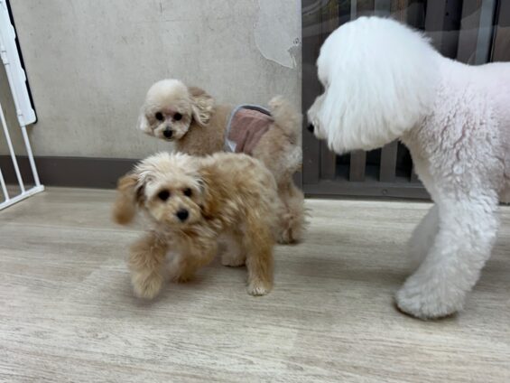 ヌーノクラブ　犬のペットホテル　東京　中野区　フリースペースでのびのび　お預かり中　トイプードルのペル