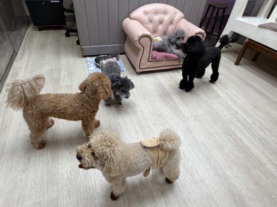ヌーノクラブ　犬のペットホテル　東京　中野区　フリースペースでのびのび　お預かり中　トイプードルのハル、和栗