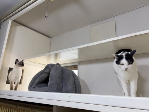 ヌーノクラブ 猫専用ペットホテル 都内 中野区 フリースペースでのびのび お預り中の猫ちゃん トンキニーズのそら、ミックスのめいじ