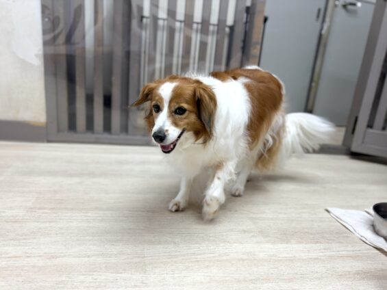 ヌーノクラブ　犬のペットホテル　東京　中野区　フリースペースでのびのび　お預かり中　コイケルのパゾメ