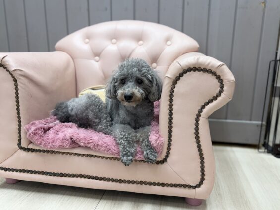 ヌーノクラブ　犬のペットホテル　東京　中野区　フリースペースでのびのび　お預かり中　トイプードルのハル