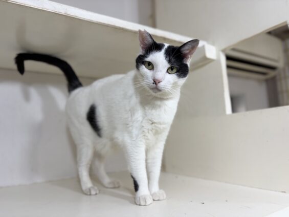 ヌーノクラブ 猫専用ペットホテル 都内 中野区 フリースペースでのびのび お預り中の猫ちゃん ミックスのめいじ
