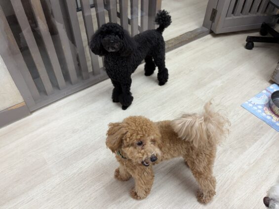 ヌーノクラブ 犬のペットホテル 東京 中野区 フリースペースでのびのび お預かり中 トイプードルのさくら