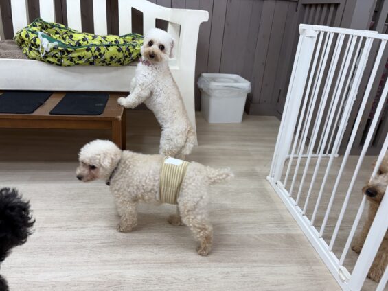 ヌーノクラブ 犬のペットホテル 東京 中野区 フリースペースでのびのび お預かり中 トイプードルのコロン、バンビ