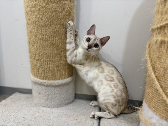 ヌーノクラブ 猫専用ペットホテル 都内 中野区 フリースペースでのびのび お預り中の猫ちゃん ベンガルのモラナ