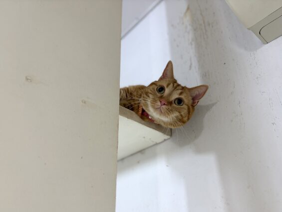 ヌーノクラブ 猫専用ペットホテル 都内 中野区 フリースペースでのびのび お預り中の猫ちゃん アメリカンショートヘアのカメ