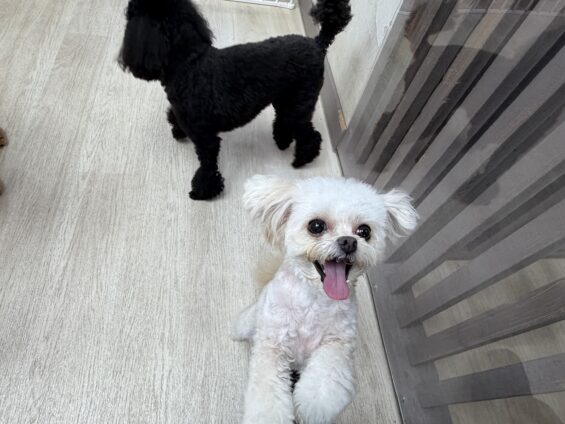 ヌーノクラブ 犬のペットホテル 東京 中野区 フリースペースでのびのび お預かり中 ポメプーのクマ