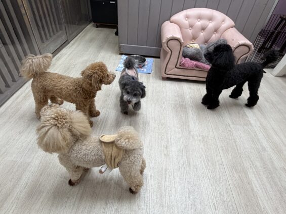 ヌーノクラブ　犬のペットホテル　東京　中野区　フリースペースでのびのび　お預かり中　タイニープードルのスム