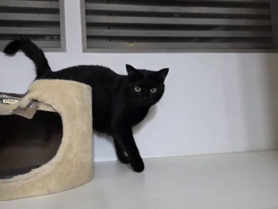 ヌーノクラブ　猫専用ペットホテル　都内　中野区　フリースペースでのびのび　お預り中の猫ちゃん　ミックスのポニャ