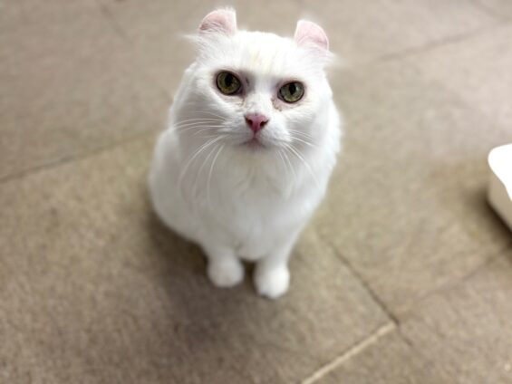 ヌーノクラブ 猫専用ペットホテル 都内 中野区 フリースペースでのびのび お預り中の猫ちゃん ミックスのラン