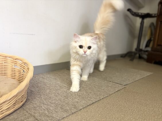 ヌーノクラブ 猫専用ペットホテル 都内 中野区 フリースペースでのびのび お預り中の猫ちゃん ラガマフィンのもふ