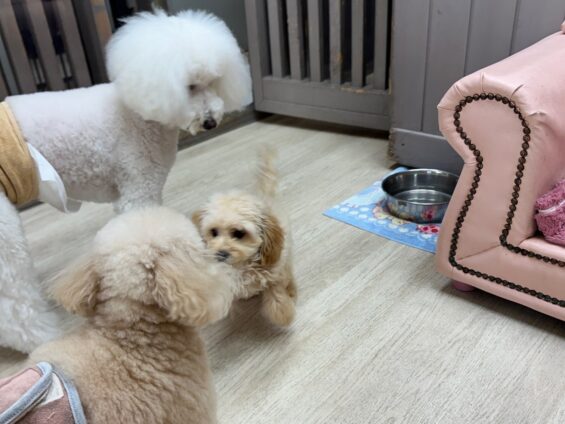 ヌーノクラブ　犬のペットホテル　東京　中野区　フリースペースでのびのび　お預かり中　トイプードルのペル