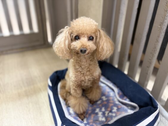ヌーノクラブ 犬のペットホテル 東京 中野区 フリースペースでのびのび お預かり中 トイプードルのコタロウ