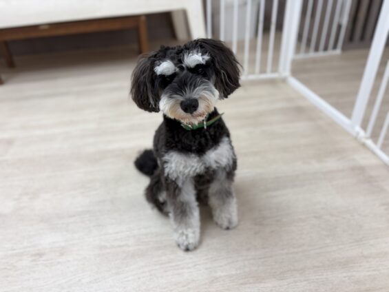 ヌーノクラブ 犬のペットホテル 東京 中野区 フリースペースでのびのび お預かり中 シュナウザーのジョニー