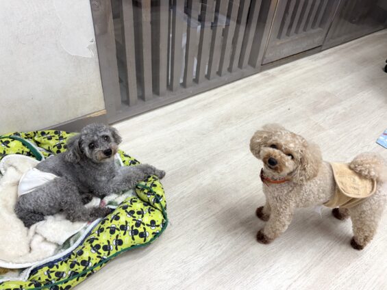 ヌーノクラブ 犬のペットホテル 東京 中野区 フリースペースでのびのび お預かり中 トイプードルのハル和栗