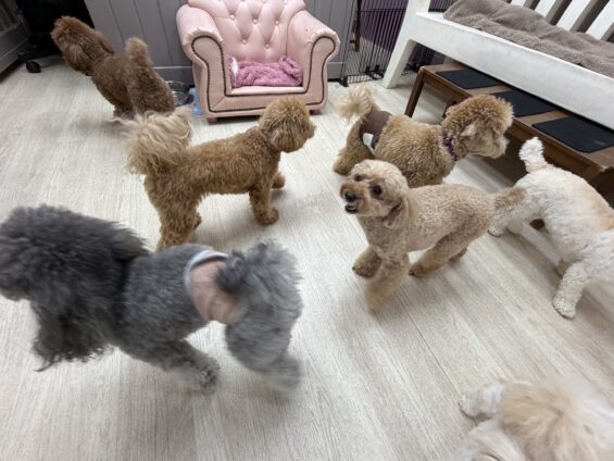 ヌーノクラブ　犬のペットホテル　東京　中野区　フリースペースでのびのび　お預かり中　トイプードルのアニー