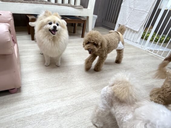 ヌーノクラブ　犬のペットホテル　東京　中野区　フリースペースでのびのび　お預かり中　ポメラニアンのリリィ