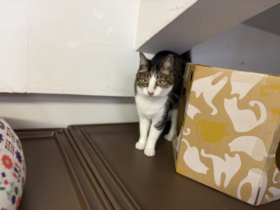 ヌーノクラブ 猫専用ペットホテル 都内 中野区 フリースペースでのびのび お預り中の猫ちゃん ミックスのリネン